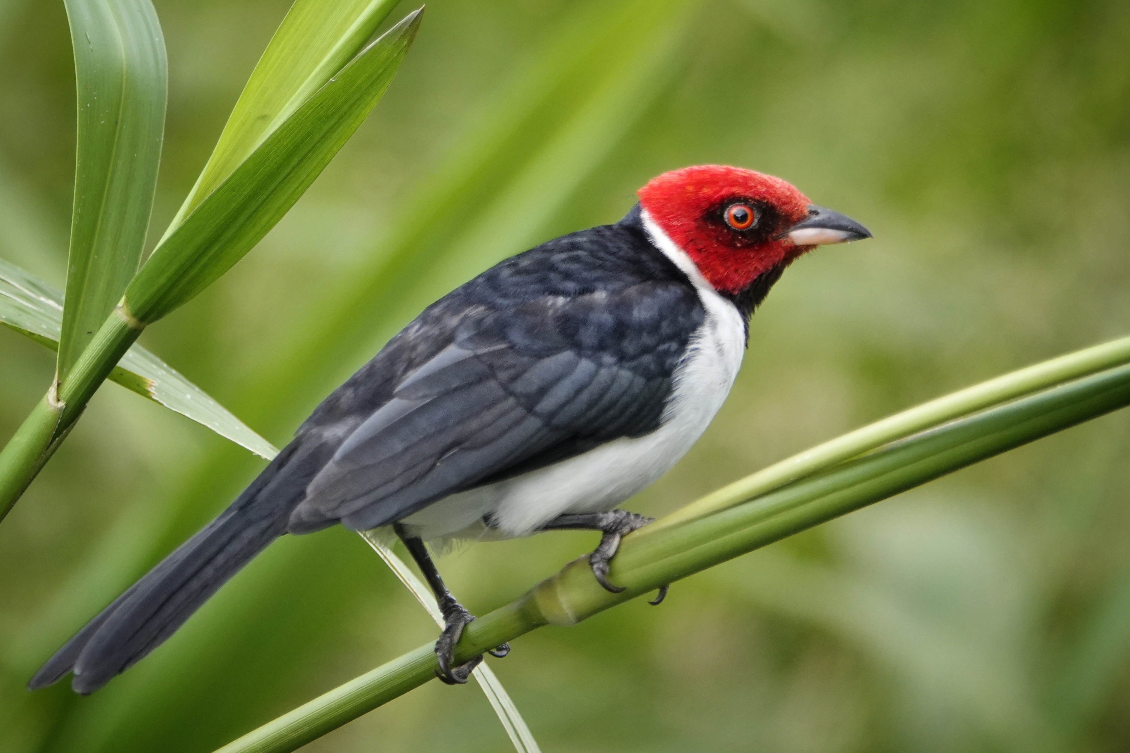 Oiseau rouge et noir